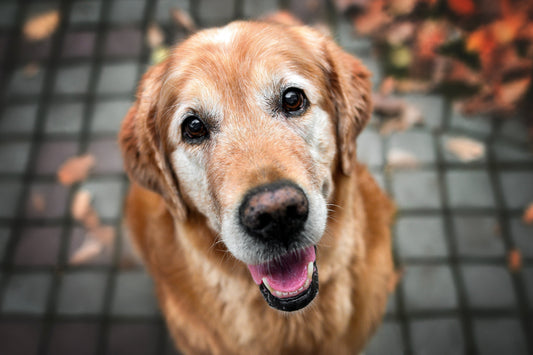 When Are Dogs Considered Seniors? Nutrition & Treat Guide
