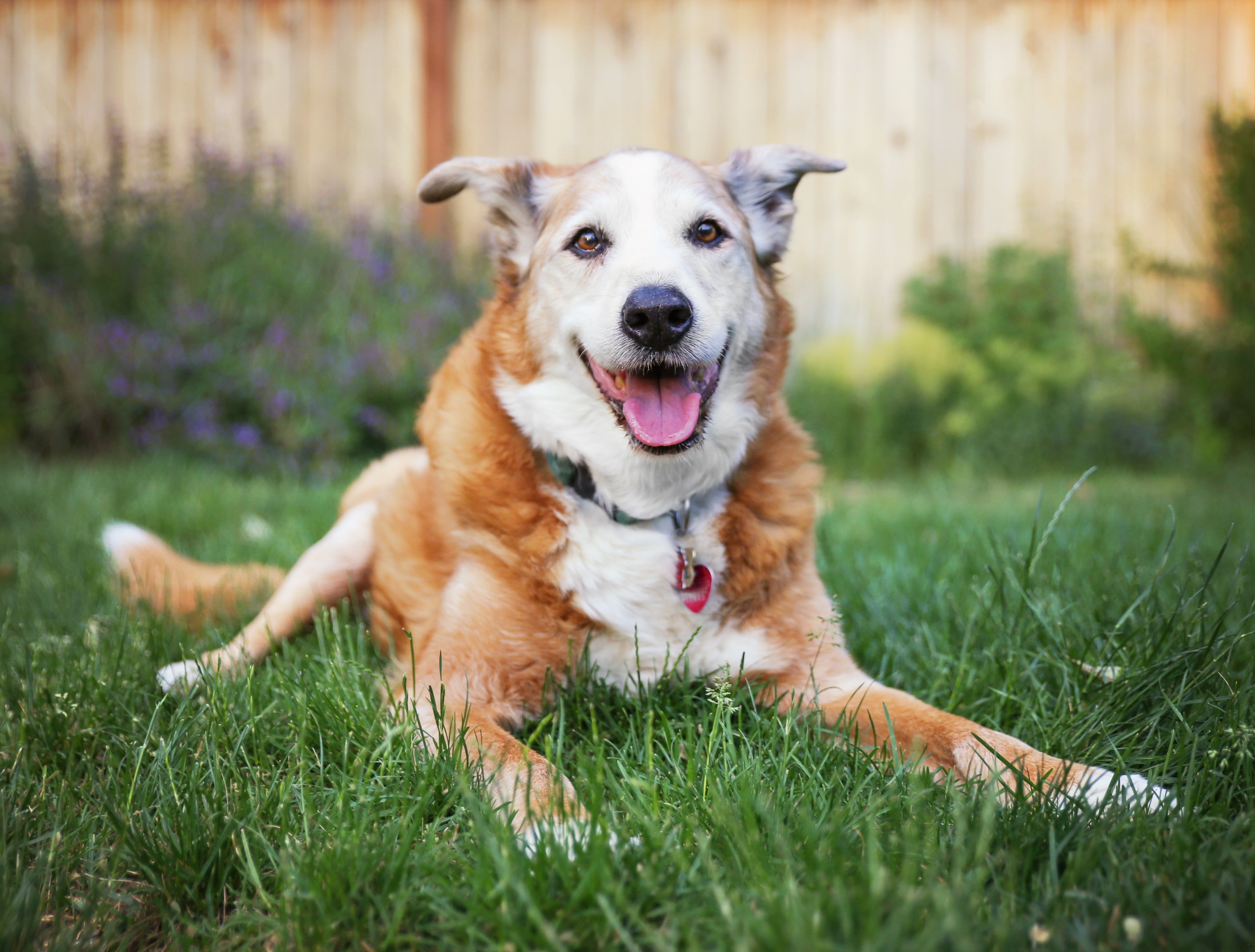 Senior dog resting peacefully — tips for caring for aging dogs from Old Dog New Treats