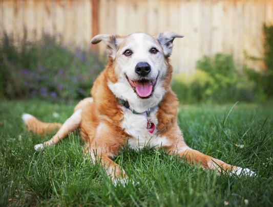 Senior dog resting peacefully — tips for caring for aging dogs from Old Dog New Treats