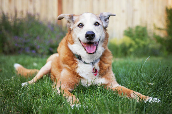 What I Wish I'd Known Sooner: 7 Things Senior Dog Parents Learn Too Late