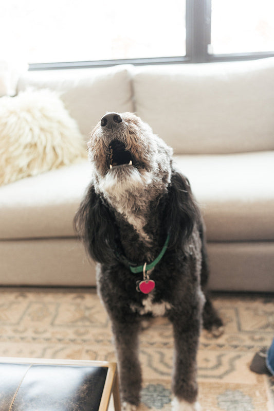 Spring Hazards Every Senior Dog Parent Should Know