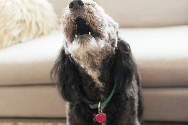 Spring Hazards Every Senior Dog Parent Should Know