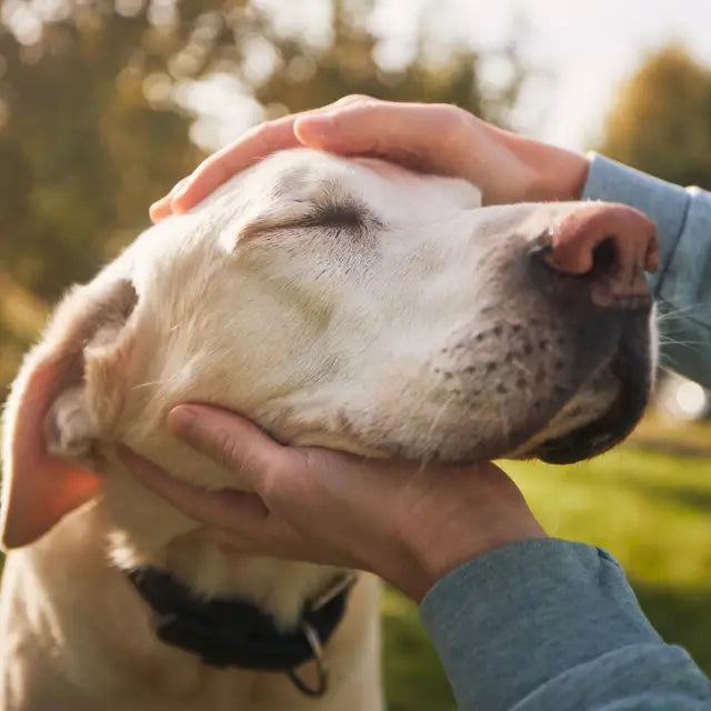 Senior dog resting comfortably — Old Dog New Treats guide to healthy aging
