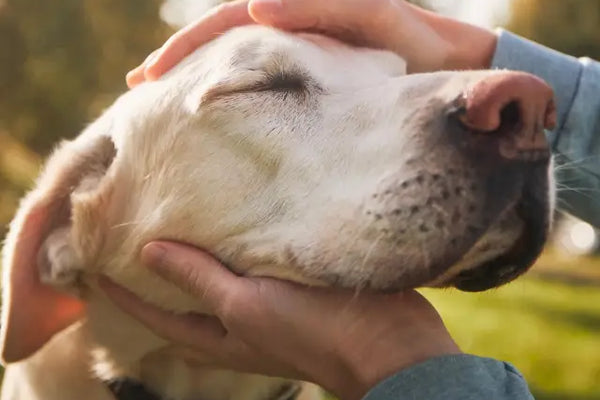 How to Support Your Senior Dog Through Aging