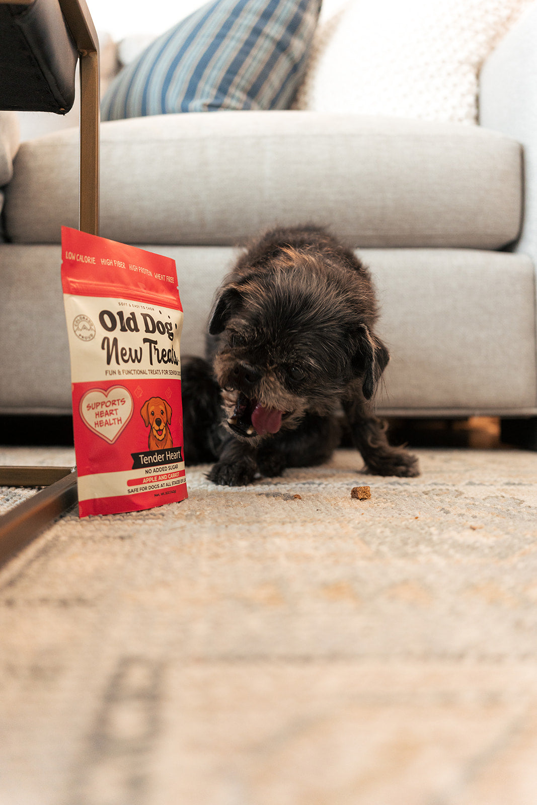 Senior dog Pepper enjoying Tender Heart functional treats by Old Dog New Treats