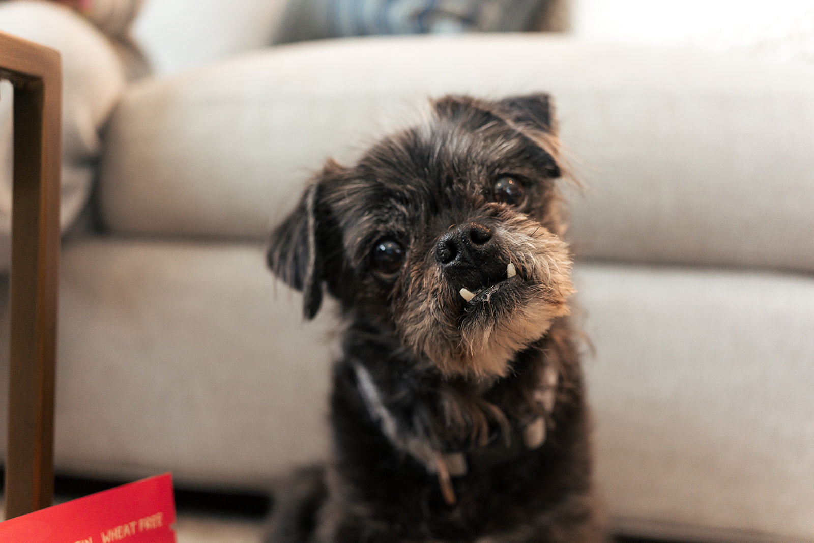 Senior dog representing the stages of healthy aging