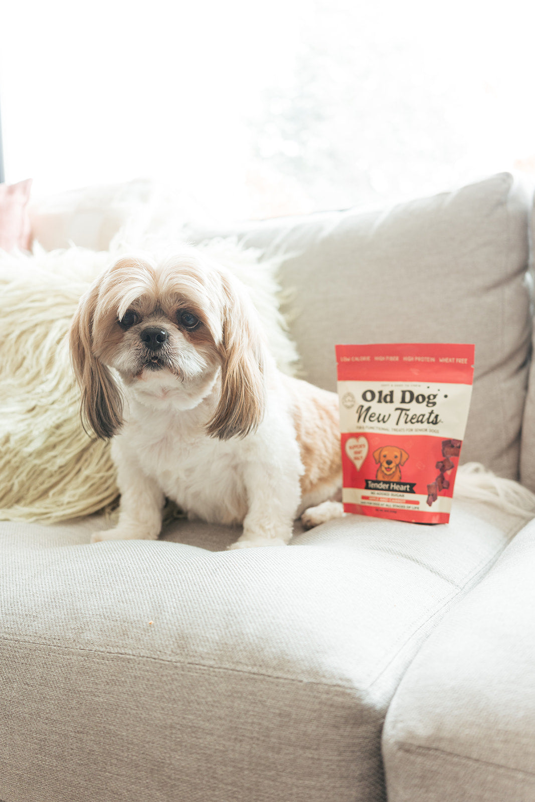 Senior dog Ginger enjoying Tender Heart treats by Old Dog New Treats