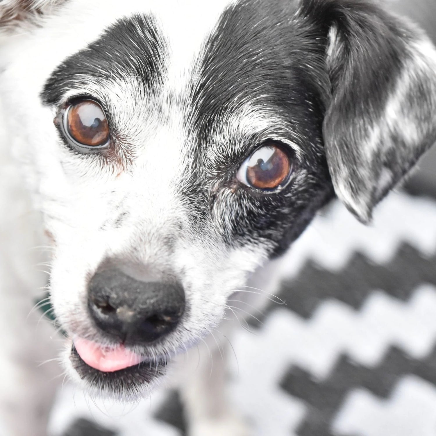 Senior dog representing the stages of healthy aging
