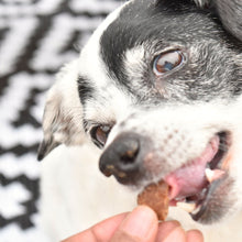 Ghostface enjoying Old Dog New Treats
